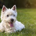 Honden en warm weer hitteplan